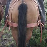 Breeching